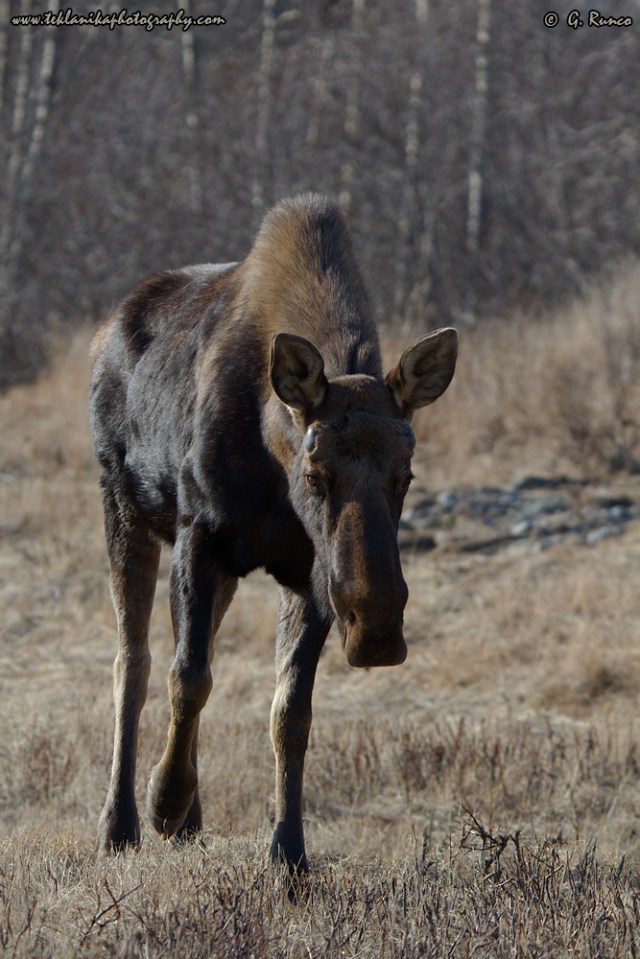 © Teklanika Photography 2015
