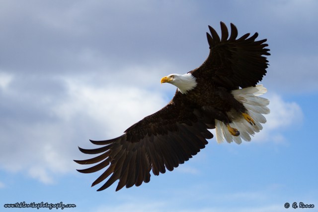 © Teklanika Photography 2015