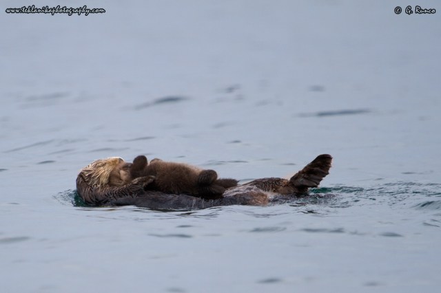 © Teklanika Photography 2015