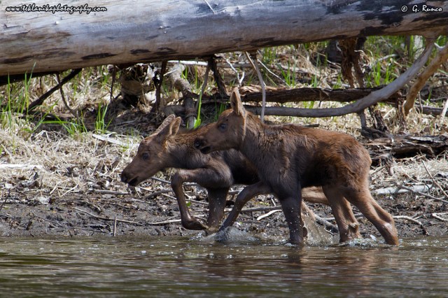 © Teklanika Photography 2015
