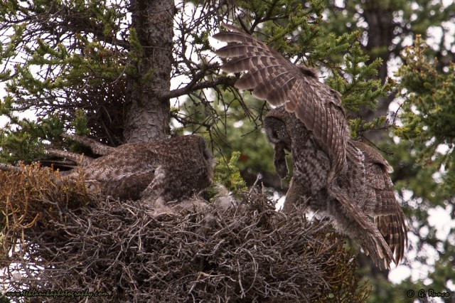 © Teklanika Photography 2015