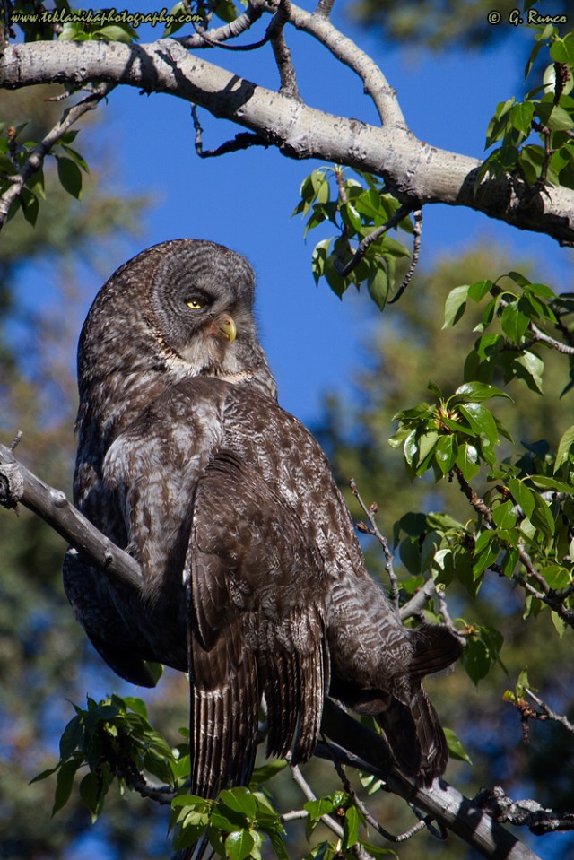 © Teklanika Photography 2015