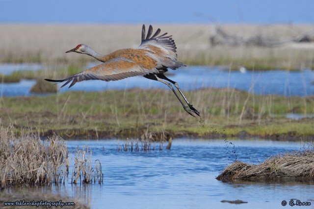 © Teklanika Photography 2015