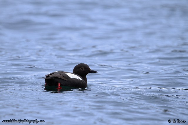 © Teklanika Photography 2015