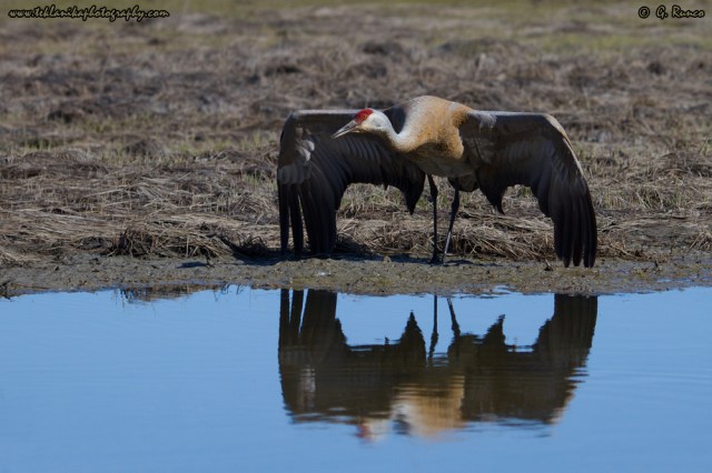 © Teklanika Photography 2015