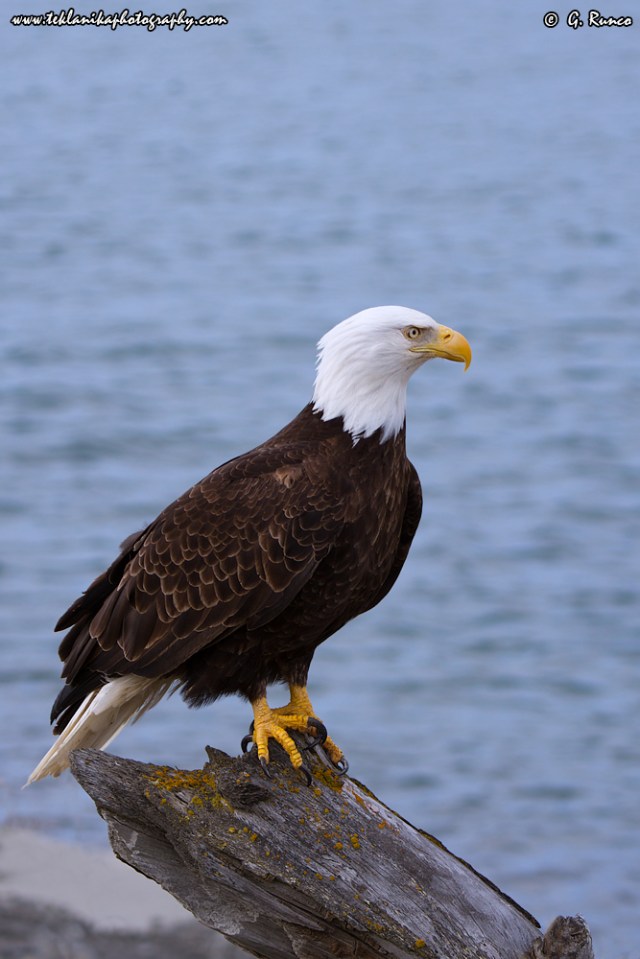 © Teklanika Photography 2015