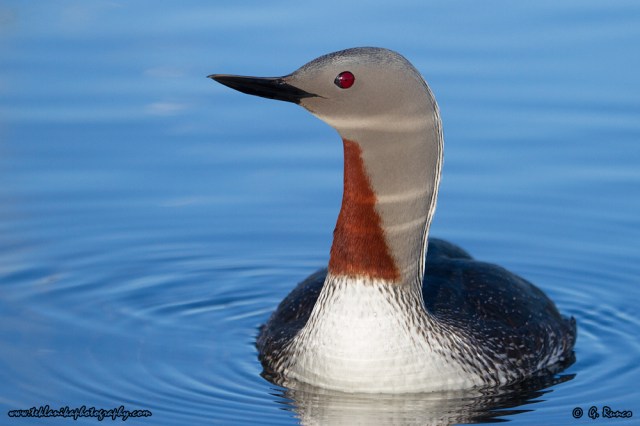 © Teklanika Photography 2015