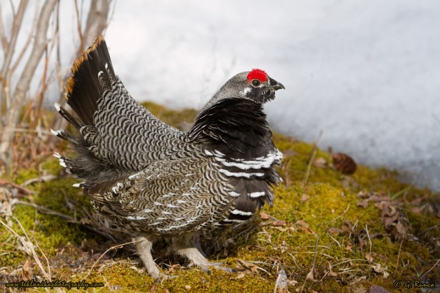 © Teklanika Photography 2015