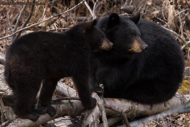 © Teklanika Photography 2015