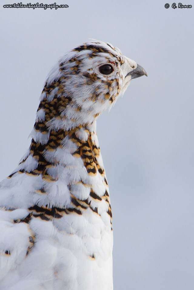 © Teklanika Photography 2015