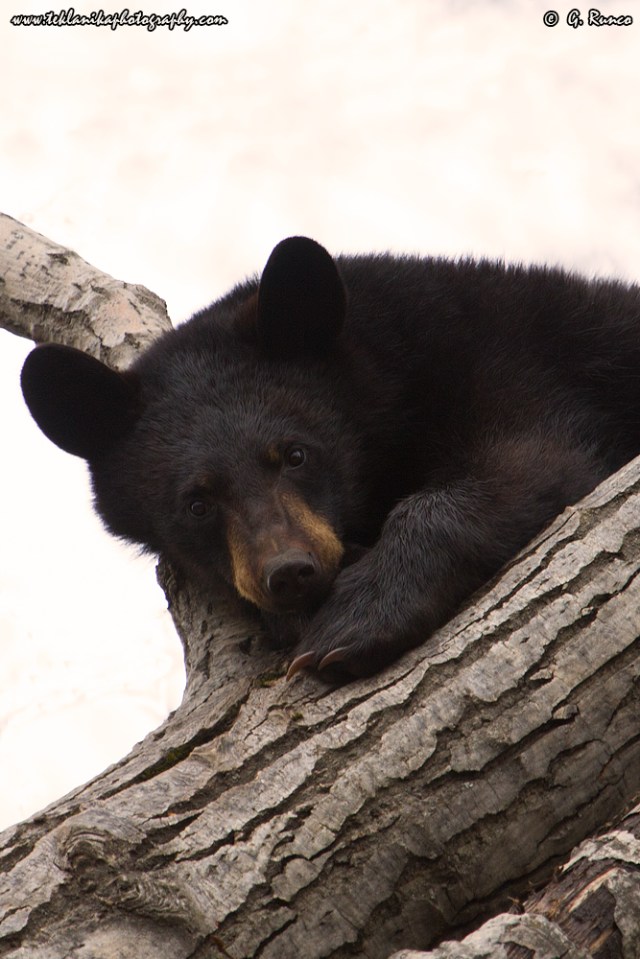 © Teklanika Photography 2015