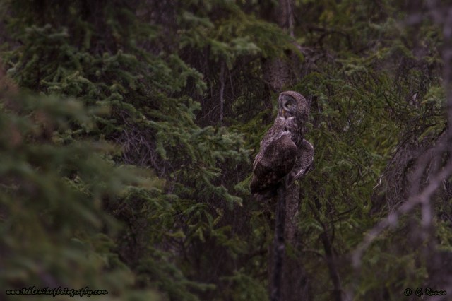 © Teklanika Photography 2015