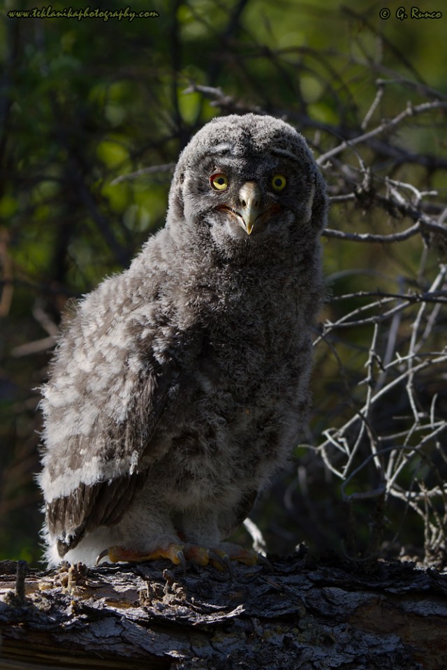 © Teklanika Photography 2015