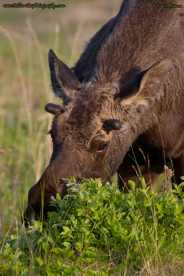 © Teklanika Photography 2015