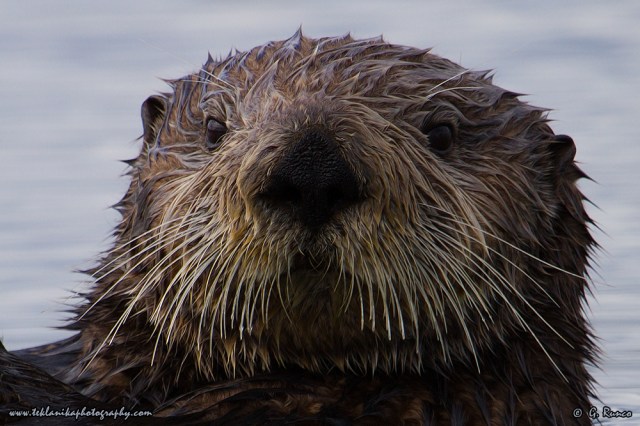 © Teklanika Photography 2015