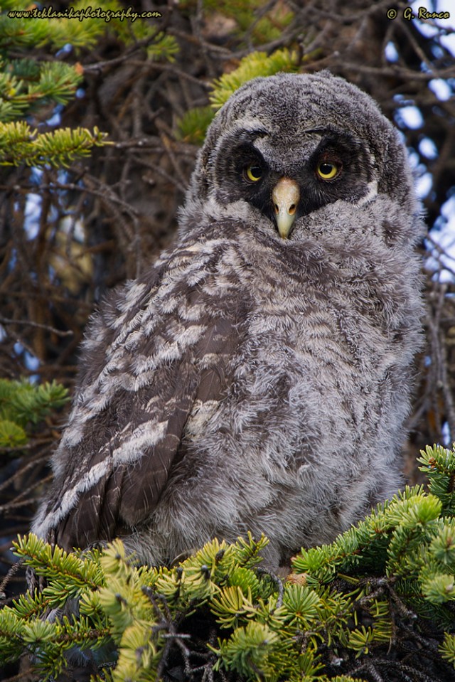 © Teklanika Photography 2015