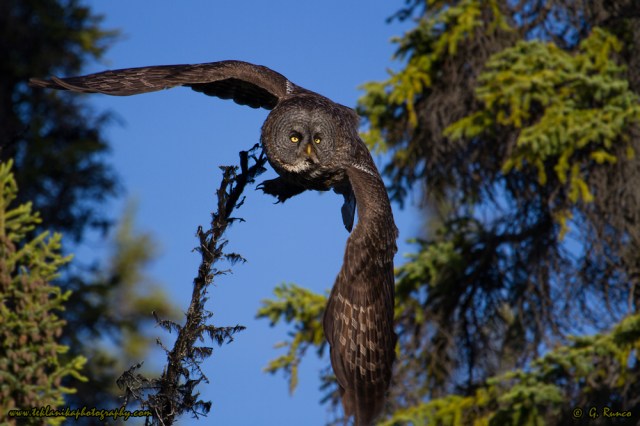 © Teklanika Photography 2015