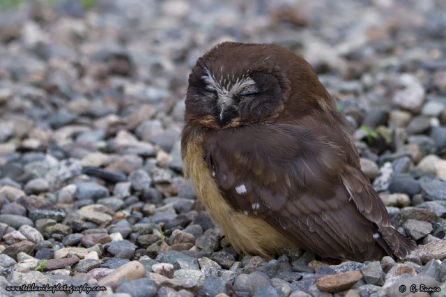 © Teklanika Photography 2015