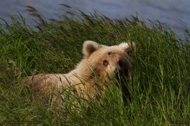 © Teklanika Photography 2015