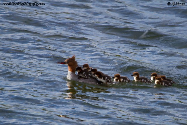 © Teklanika Photography 2015