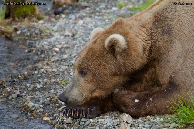 © Teklanika Photography 2015