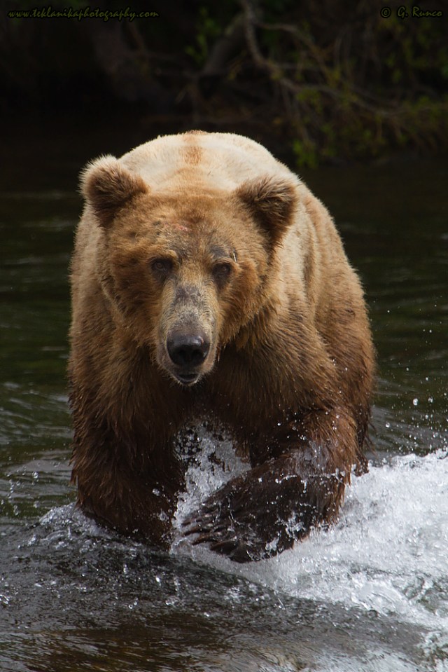 © Teklanika Photography 2015