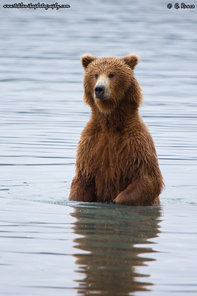 © Teklanika Photography 2015