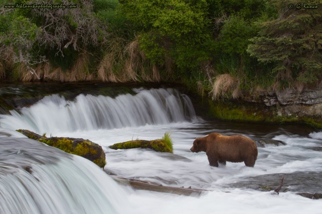 © Teklanika Photography 2015