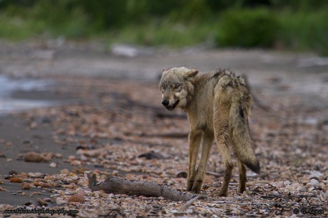 © Teklanika Photography 2015