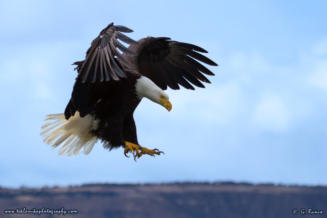 © Teklanika Photography 2015