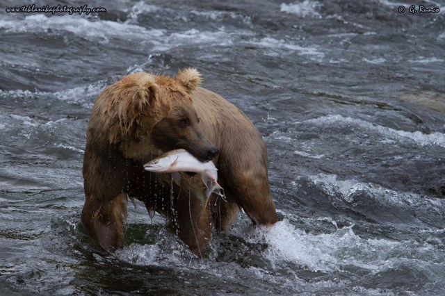 © Teklanika Photography 2015