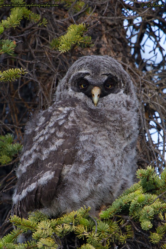 © Teklanika Photography 2015