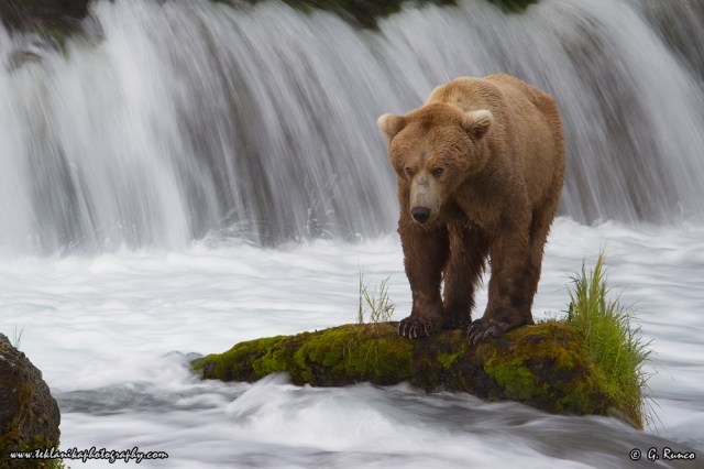 © Teklanika Photography 2015