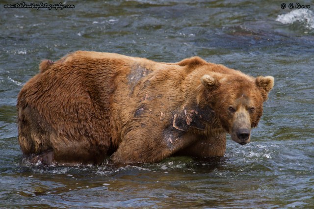 © Teklanika Photography 2015