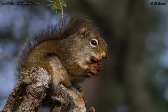 © Teklanika Photography 2015