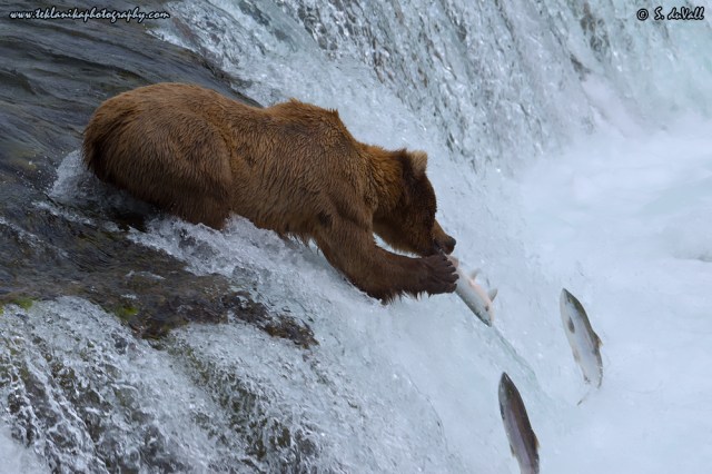 © Teklanika Photography 2015