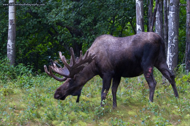© Teklanika Photography 2015