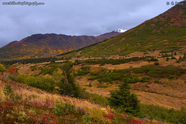 © Teklanika Photography 2015