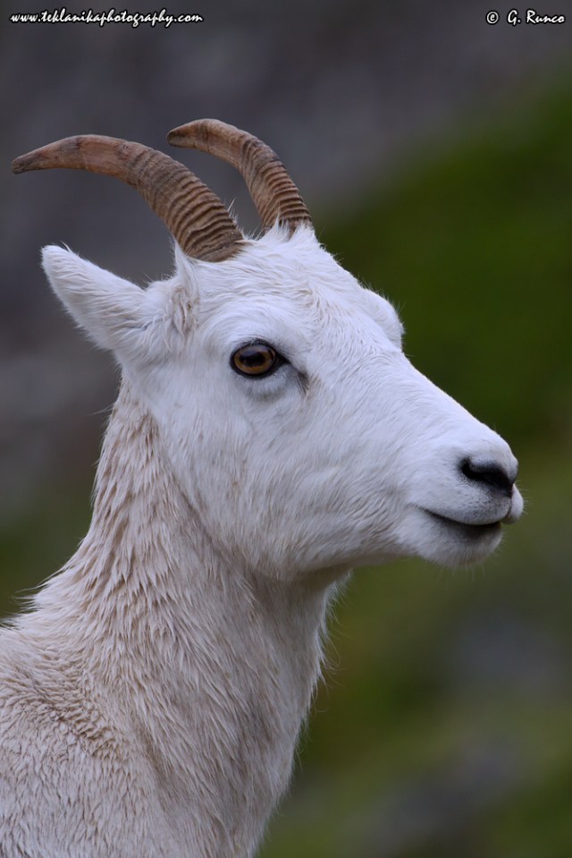 © Teklanika Photography 2015