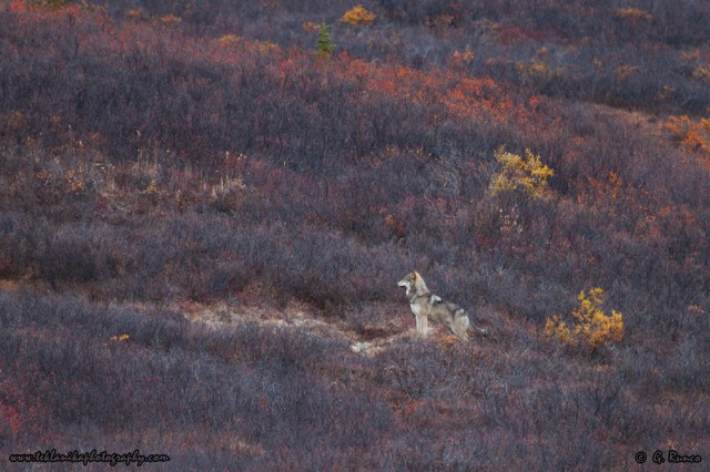 © Teklanika Photography 2014