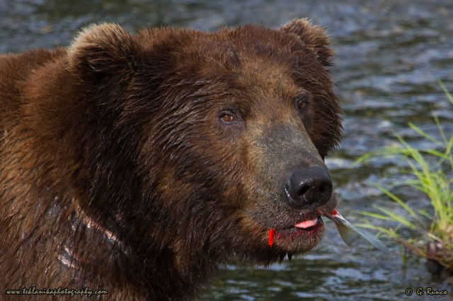 © Teklanika Photography 2015