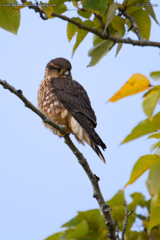 © Teklanika Photography 2015