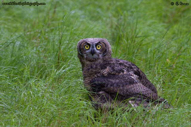 © Teklanika Photography 2015