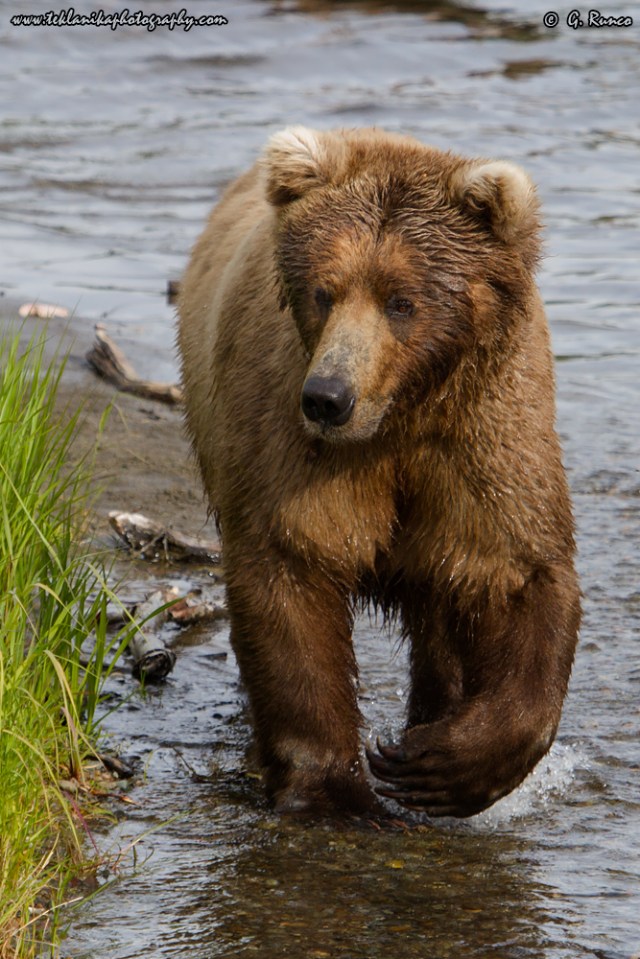 © Teklanika Photography 2015