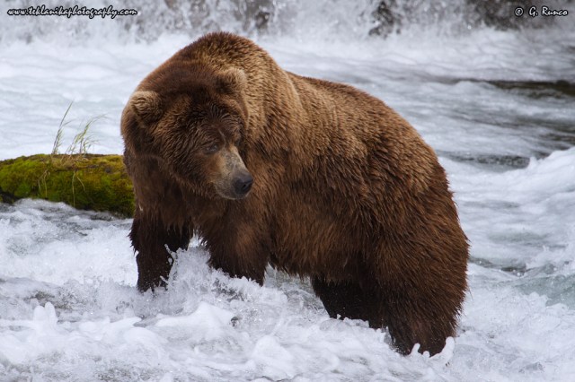 © Teklanika Photography 2015