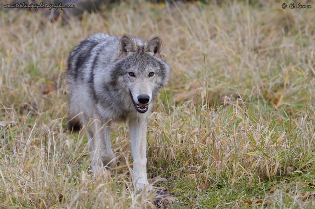 © Teklanika Photography 2015