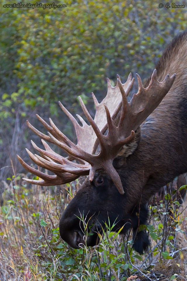 © Teklanika Photography 2015