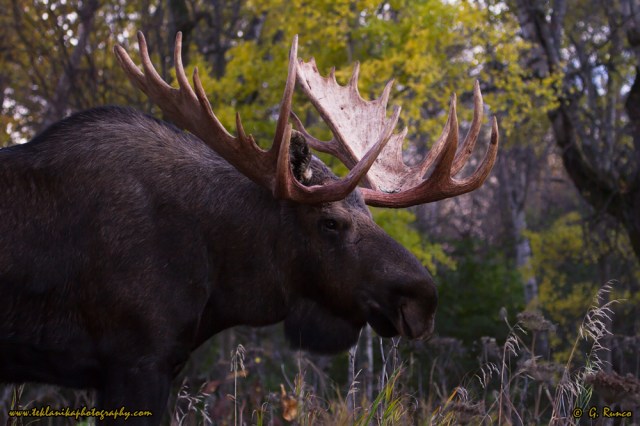 © Teklanika Photography 2015