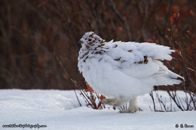 © Teklanika Photography 2015