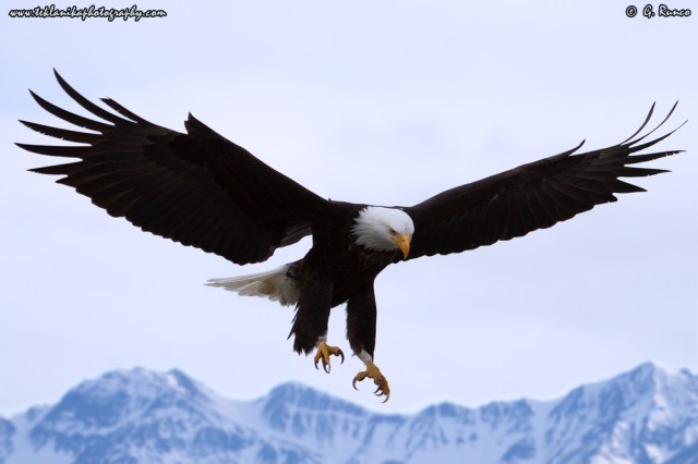 © Teklanika Photography 2015